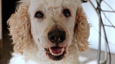 Yakından çekilen bir portre, bir Kraliyet Kanişi 'nin görkemli ifadesini ve bu muhteşem köpek dişinin ayırt edici özelliklerini yansıtır.