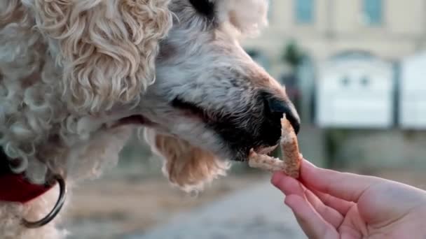 Pes Dychtivě Vezme Sousto Rukou Svého Majitele Oči Naplněné Vzrušením — Stock video