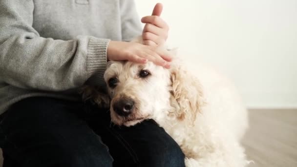 Evde Genç Bir Çocuk Kraliyet Kanişi Şefkatle Okşar Köpeğin Arkadaşlığın — Stok video