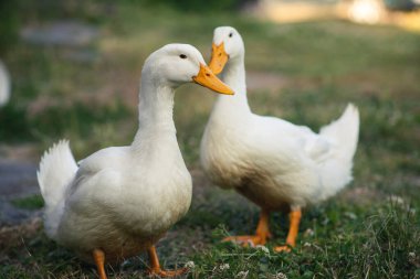 İki beyaz kaz yeşil çimlerin üzerinde duruyor. Kümes hayvanları, üreyen kazlar. Kırsal arkaplan.