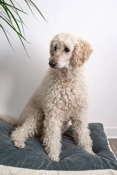 Curly-coated poodle seated on a cushion, with a houseplant in the background.