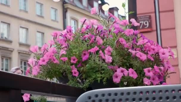 Varšava Polsko Července 2023 Staroměstské Náměstí Výhledem Vlnící Květiny — Stock video