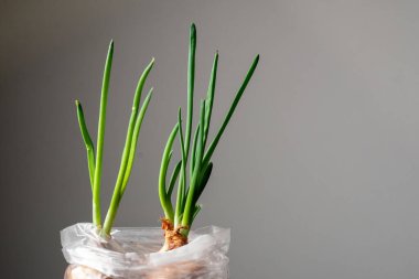 İki yeşil soğan plastik poşetle bir kavanozda.