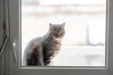 Pencereden dışarı bakan bir kedi var.