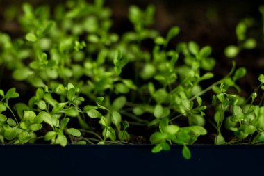 Tencerede bir demet yeşil bitkinin yakın çekimi. Bitkiler sakin ve sakin bir ortamda büyüdükçe manzara huzurlu ve huzurlu.