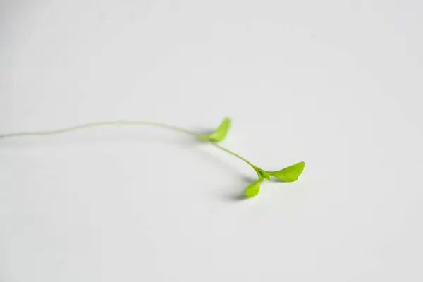 A single green leaf is on a white background. The leaf is small and delicate, and it is the only thing in the image