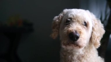 Kabarık beyaz önlüklü bir köpek kameraya bakıyor. Köpek bir sandalyede oturuyor.