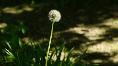 Tek bir karahindiba, öğleden sonra güneşinin sıcacık parıltısıyla yıkanmış yeşil çimlerin üzerinde dimdik ayakta duruyor..