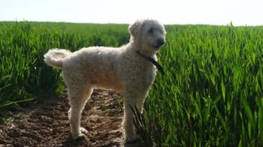 Tüylü beyaz bir köpek uzun yeşil çimlerin arasında yürümekten zevk alır..