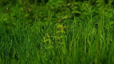Berrak, yeşil çimenler yaz melteminde usulca sallanıyor, huzurlu ve sakin bir manzara yaratıyor..