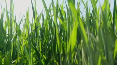 Rüzgarda sallanan yeşil çimenlerin yakın plan görüntüsü..