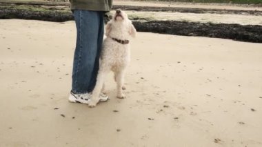 Beyaz bir köpek kumlu bir sahilde sabırla sahibini bekliyor..