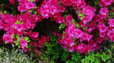 Canlı pembe açelyaların göz kamaştırıcı bir görüntüsü. Bahçedeki baharın güzelliğini gözler önüne seriyor..