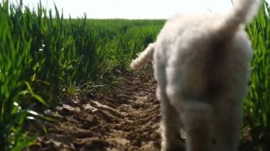 Güneşli bir günde, beyaz bir köpek yeşil çimlerin arasında yürüyor..