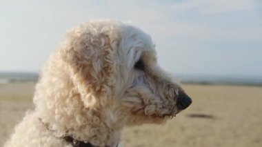 Kabarık tüylü beyaz bir köpek sahilde oturur ve okyanusu seyreder..