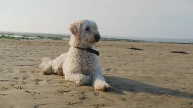 Beyaz bir köpek güneşli bir sahil gününde sıcak kumun tadını çıkarır..
