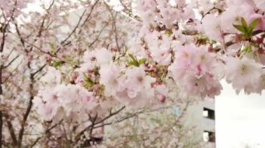 Bir şehir binasının arka planına karşı çiçek açan narin pembe kiraz çiçeklerinin yakın plan görüntüsü.