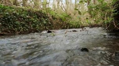 Bereketli bir ormanda kıvrılan bir derenin yumuşak akışını gösteren sakin bir video..
