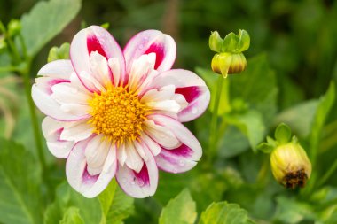 Çiçek açan güzel Dahlia Çiçeği Yeşil Arkaplanda Buds ile.