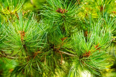 Taze Yeşil Çam Needles in a Forest: Doğa, Açık Hava, Evergreen, Botanik, Fotoğrafçılık.