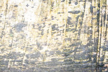 Yıpranmış Ağaç Kabuğu Dokusunda Doğal desenler ve Yosun.