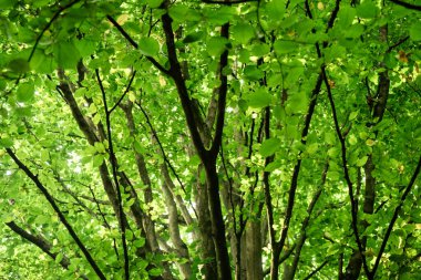 Lush Green Tree Canopy with Sunlight Filtering Through Leaves in Forest. clipart