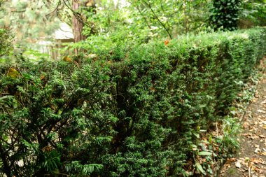 Serene Woodland Çevresindeki yemyeşil çit Yaz boyunca.
