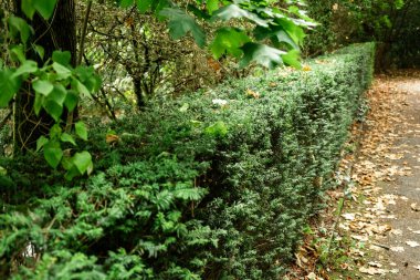 Tranquil Park 'ta Sonbahar Yapraklarıyla Yeşil Çit ve Yapraklı Yol.
