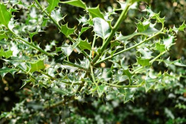 Keskin Holly Yaprakları ve Dikenleri Yoğun Yeşil Çalılıkta Yakın plan.