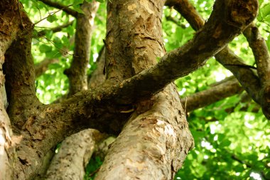 Yeşillik Yeşil Orman 'da Ağaç Dallarının Kapanışı Doğal Doku ve Yaz Yapraklarını Yakalıyor.