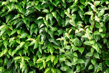 Verimli Yeşiller ile Yoğun Yeşil Çit Doğal Mahremiyet ve Huzur Sağlıyor.