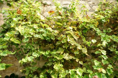 Canlı yeşil sarmaşık Güneş Işığında Taştan bir Duvar boyunca sürünüyor.