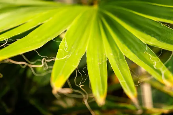 stock image Close-up of Vibrant Green Tropical Palm Leaf with Detailed Textures and Sunlit Highlights.