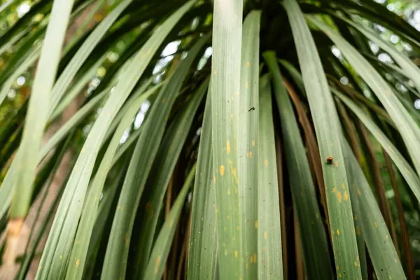 stock image Close-Up of Green Tropical Plant Leaves in Natural Sunlight.