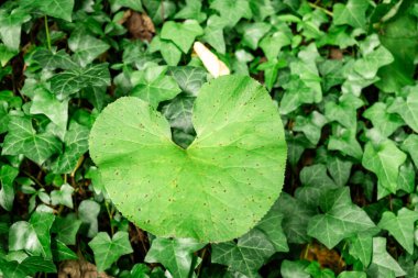 Doğal Bahçe Alanında Canlı Sarmaşık Yaprakları Arasında Kalp Şeklinde Yeşil Yaprak.