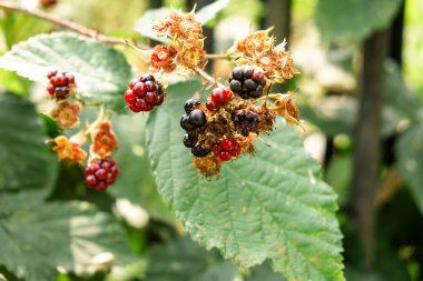 Ripe and Unripe Blackberries on a Bush with Green Leaves in a Garden. clipart