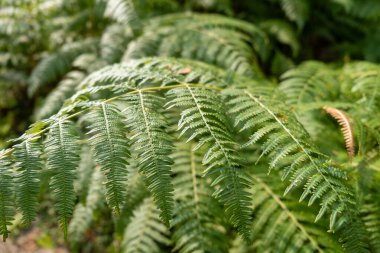 Fern Yaprakları 'nın Doğal Güneş Işığında Yakın Çekimi - Yeşillik ve Doğanın Stok Fotoğrafı.