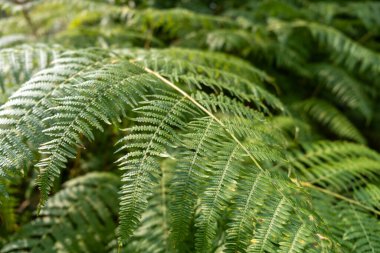 Doğal Orman Ormanında Yeşilyeşil Eğreltiotları.