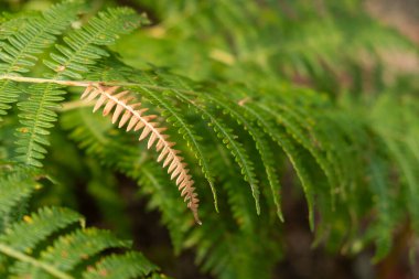 Yeşilli Yeşil Eğreltiotu Yaprağının Yakın Çekimi Doğal Işığa Seçici Odaklanma.