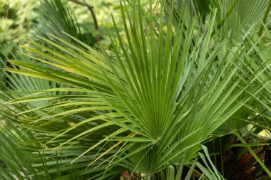 Yeşil Palmetto 'nun Yakın Çekimi Tropikal Bahçe Doğa Arkaplanında Yapraklar.