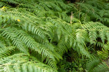 Bereketli Yeşil Eğreltiotu Ormanda Yapraklar Doğanın Vahşi Yaprakları.