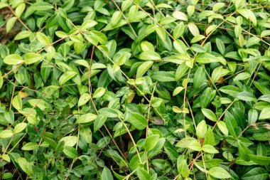 Çevre düzenlemesi ve Bahçe Tasarımı için canlı yeşillik içeren yemyeşil zemin örtüsü bitkileri.