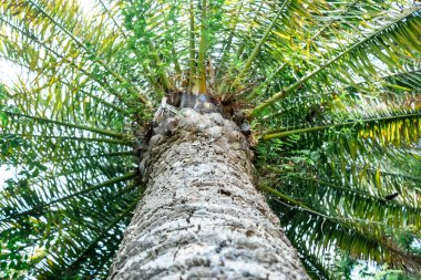 Doğa ve Tropikal Temalar İçin Parlak Gökyüzüne Karşı Palmiye Ağacının Kapalı Çekimi.