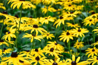 Parlak Sarı Siyah Gözlü Susan Çiçekleri Güneşli bir günde Yeşil Çayırda.