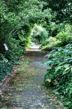Serene Garden Yolu Yeşillik ve Yeşilliklerle çevrili.