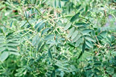 Gelişen Yeşilliğin Yeşilliği Doğal Yaşam Alanında Parlak Yapraklı Bitkilerle.