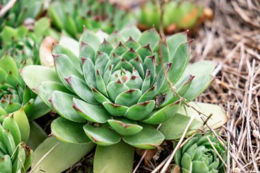 Doğal Doğal Yaşam Alanındaki Yeşil Sulu Bitkinin Yakın Çekimi.