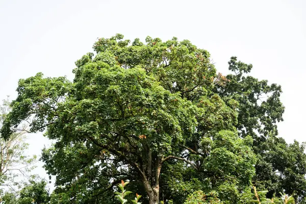 stock image Lush Green Tree Canopy Against Clear Sky in Summer Park.