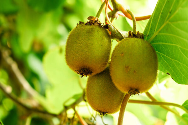 Крупный план свежих органических киви, растущих на ветвях деревьев в солнечном свете.