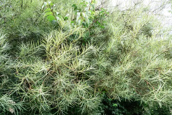 stock image Dense Green Foliage of Exotic Pine Tree with Long Needle-Like Leaves in Summer Garden.